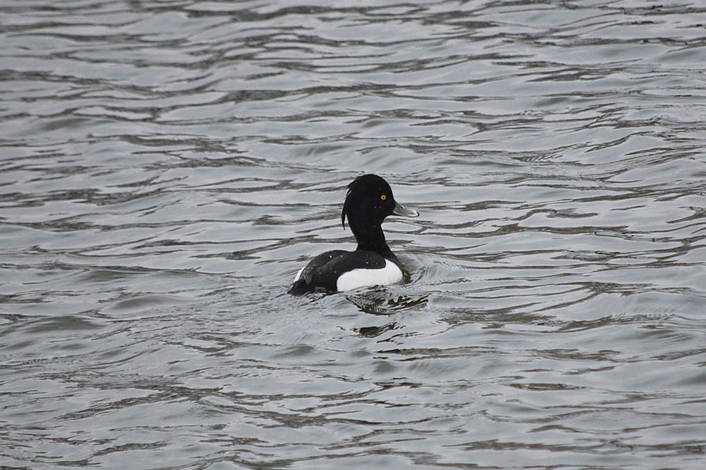 キンクロハジロ