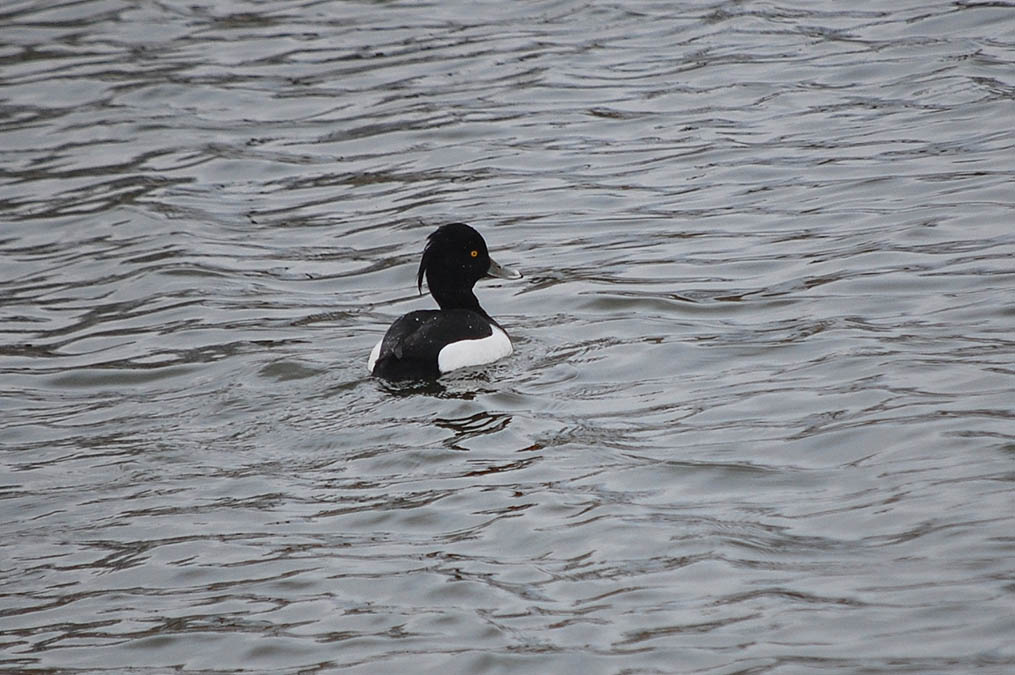 キンクロハジロ