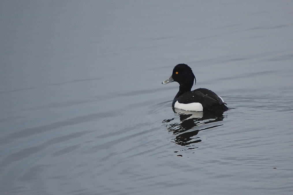 キンクロハジロ