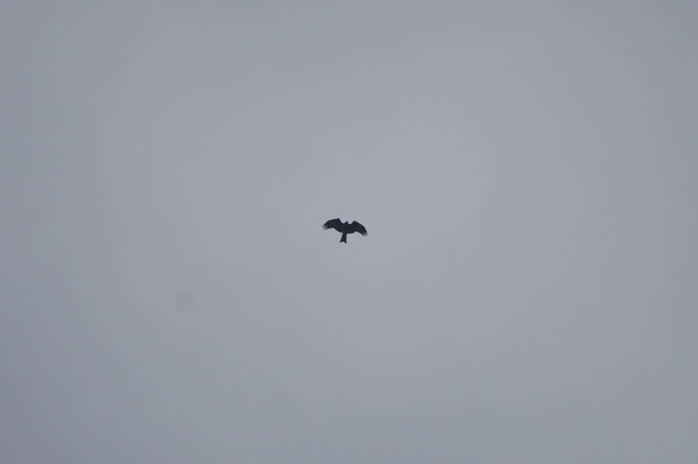 チョウゲンボウ