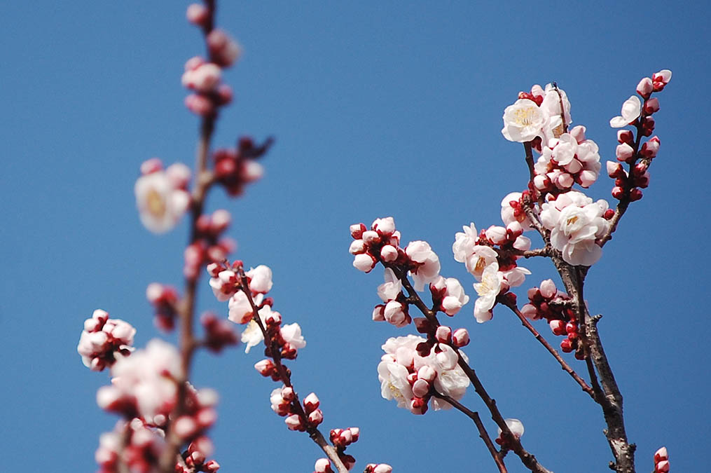ピンクの梅の花