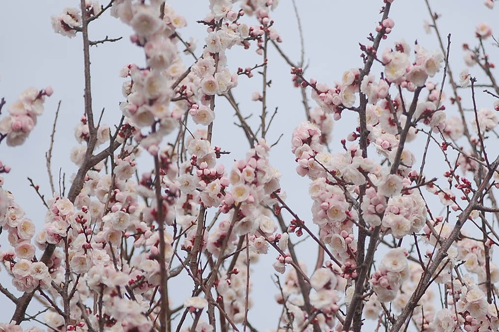 ピンクの梅の花