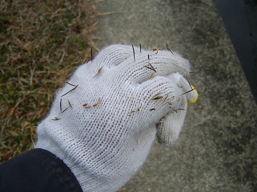 軍手に着いた雑草の種