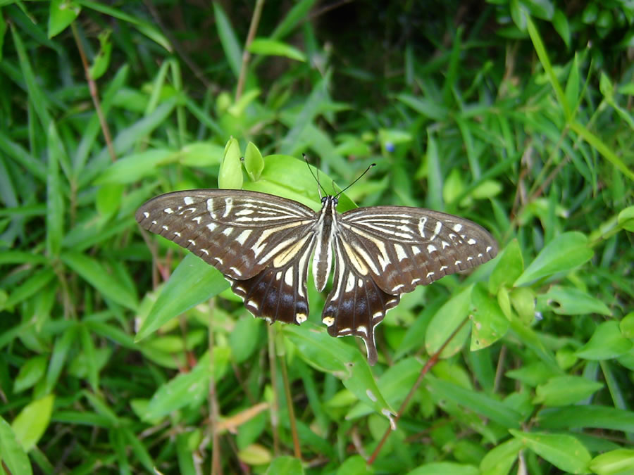 露草にアゲハチョウ