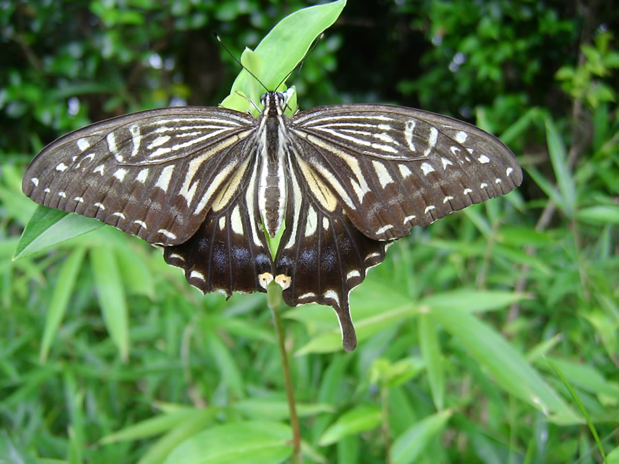 露草にアゲハチョウ