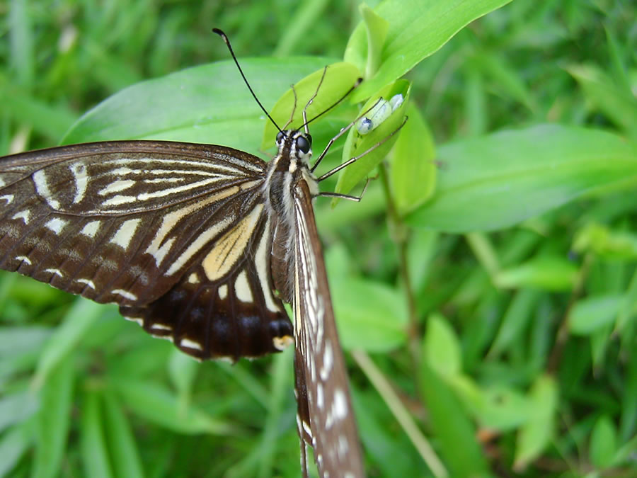 露草にアゲハチョウ