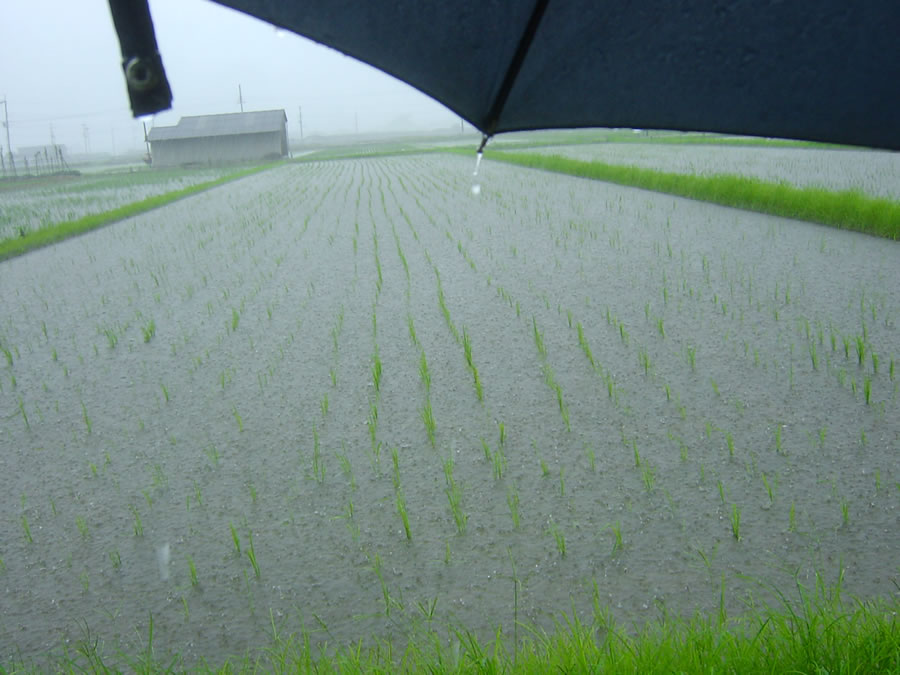 大雨