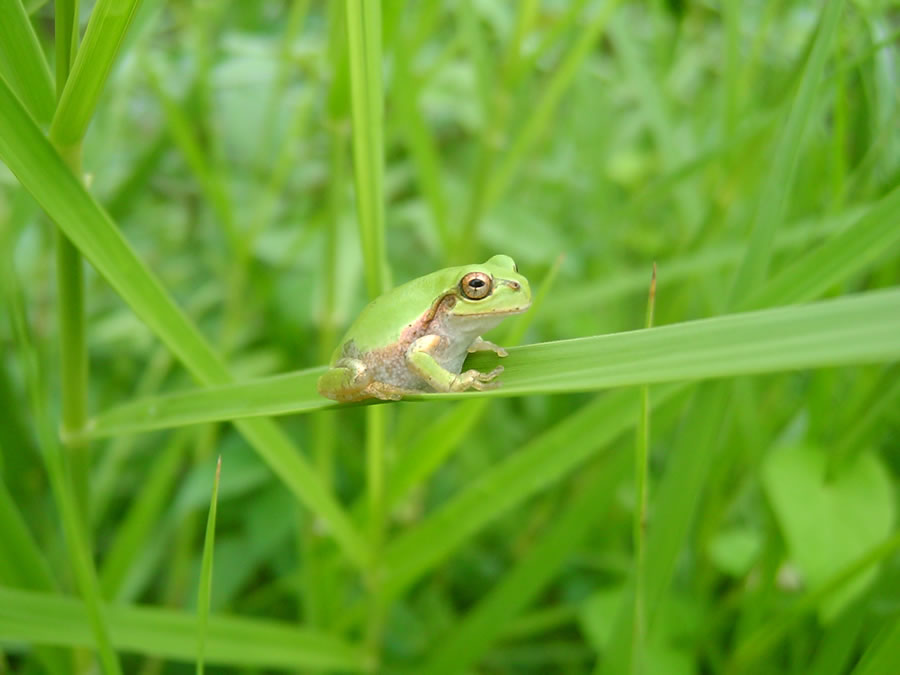 アマガエル