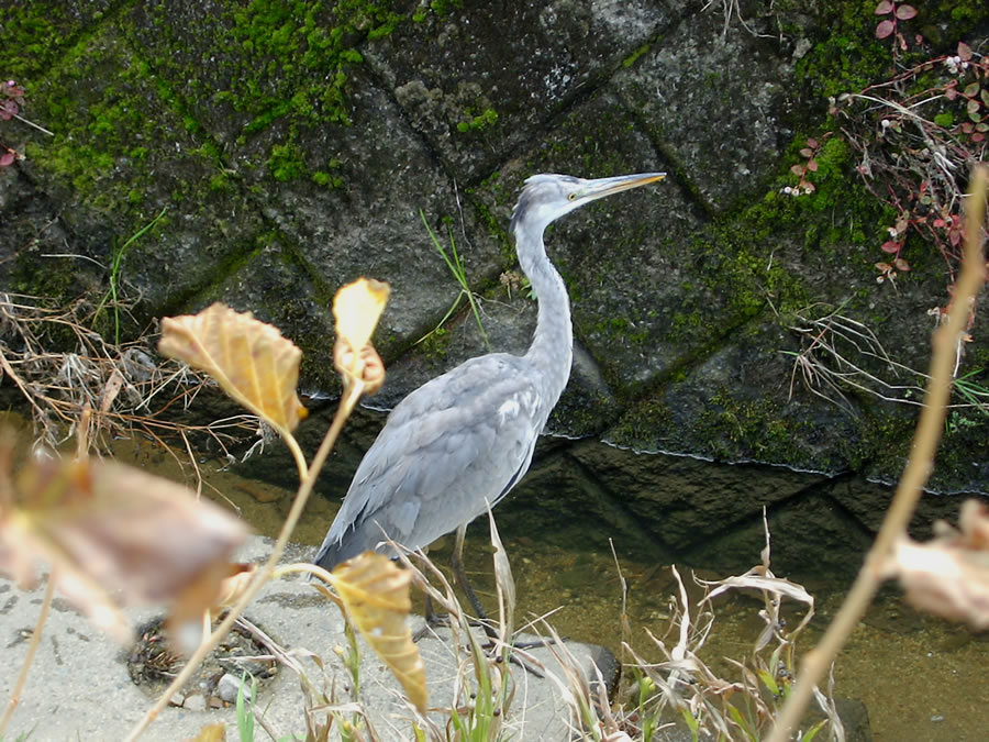 アオサギ