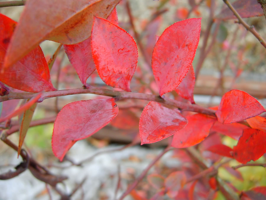 クヌギの落ち葉とブルーベリーの紅葉