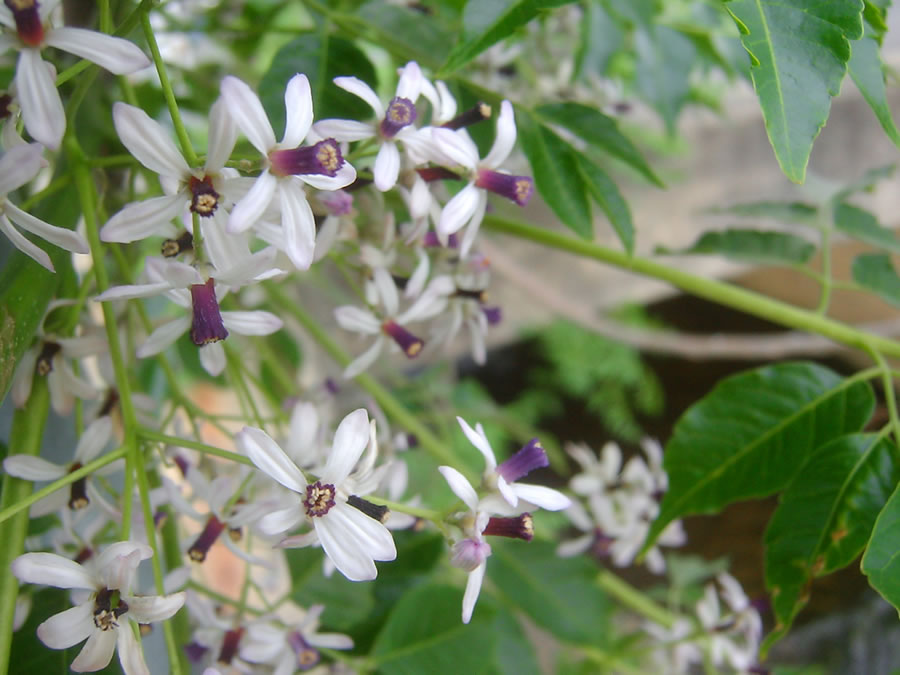 栴檀の花