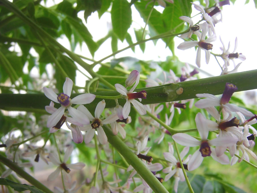 栴檀の花