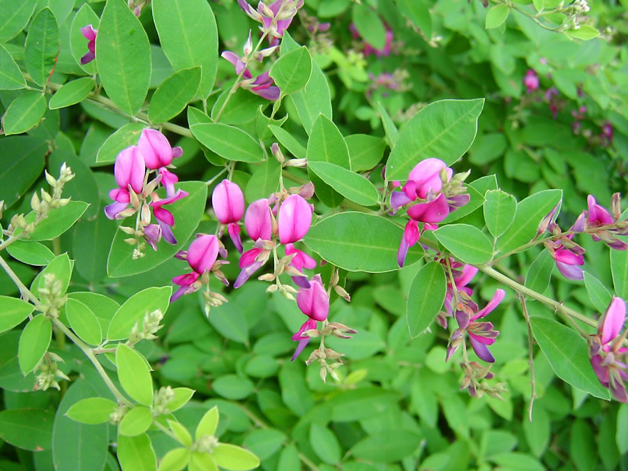 萩の花に黄蝶