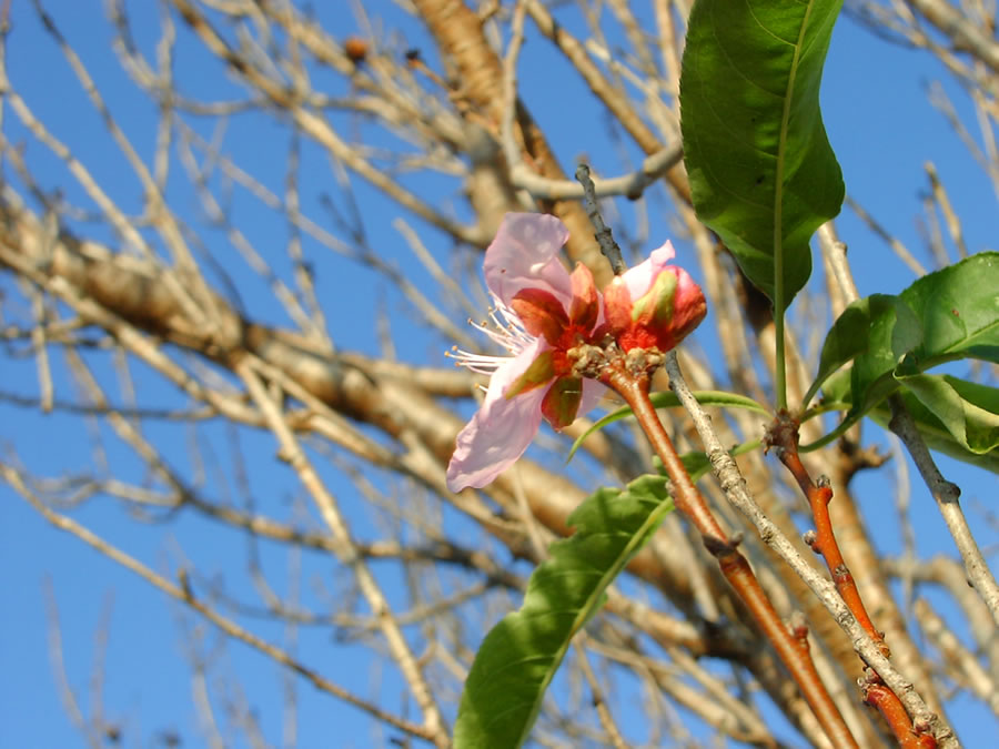 花桃の花