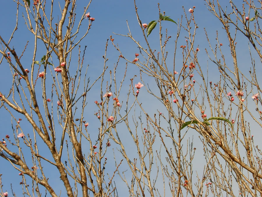 花桃