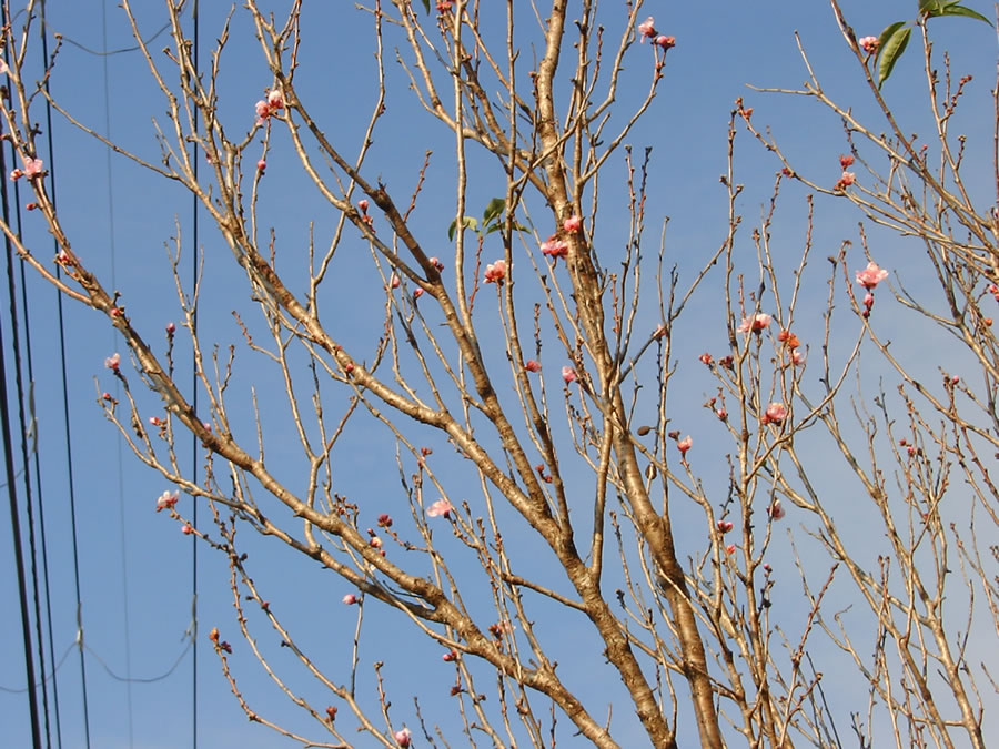 花桃