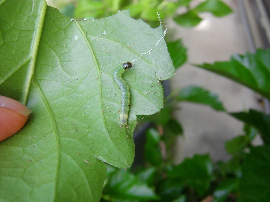 ハイビスカスの葉に青虫