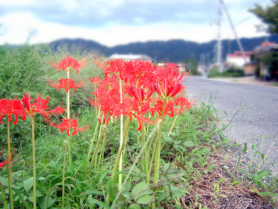 彼岸花