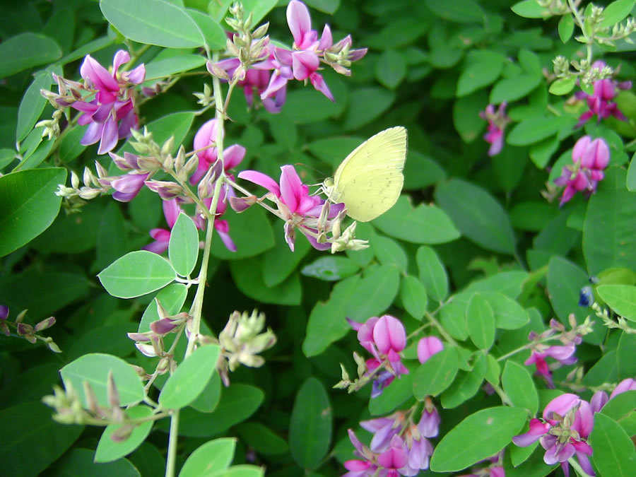 萩の花に黄蝶