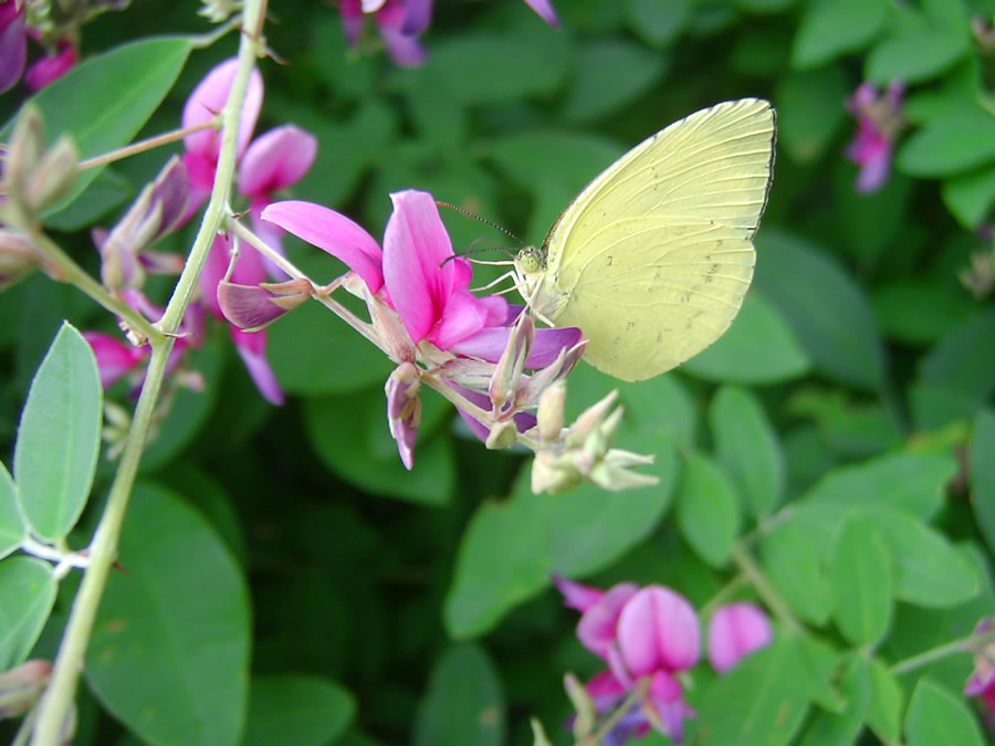 萩の花に黄蝶