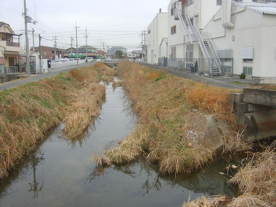 カワセミを見た川