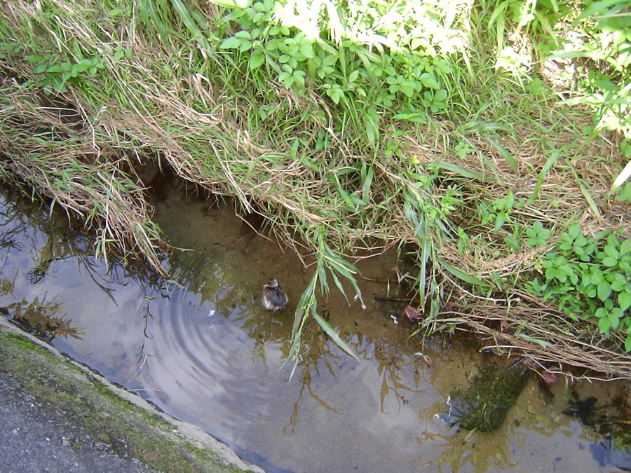 カイツブリ