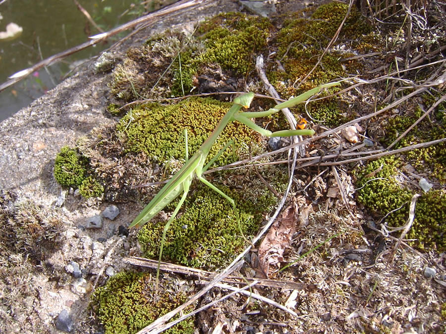 カマキリ