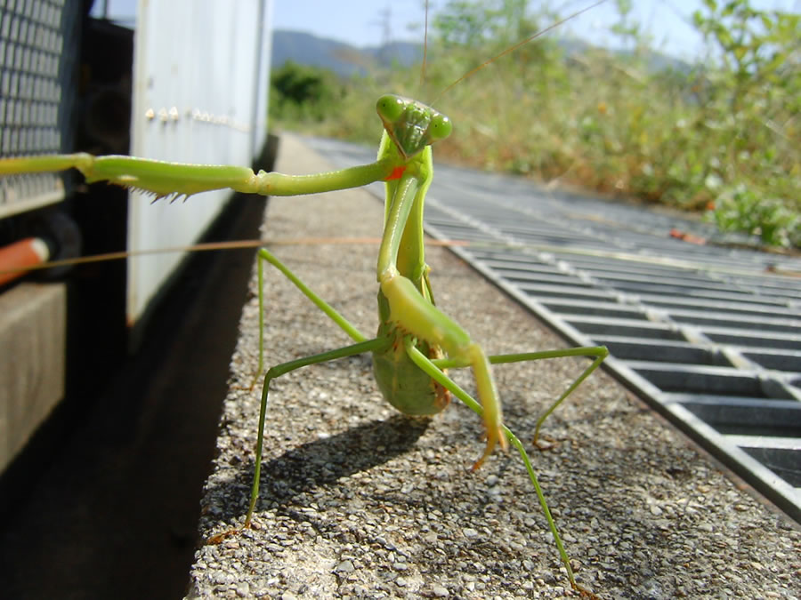 カマキリ