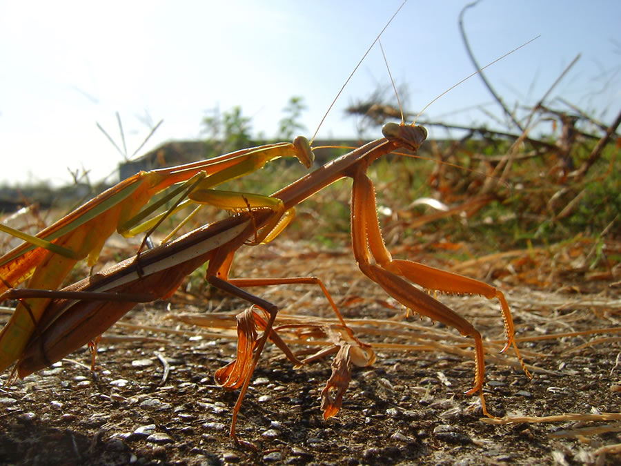 カマキリの雌雄