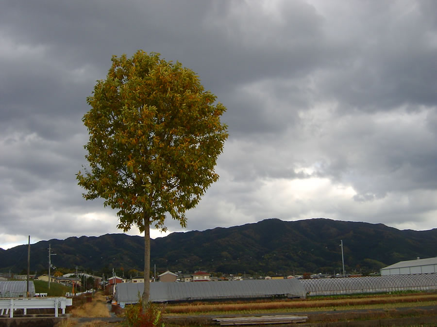 風とカラス