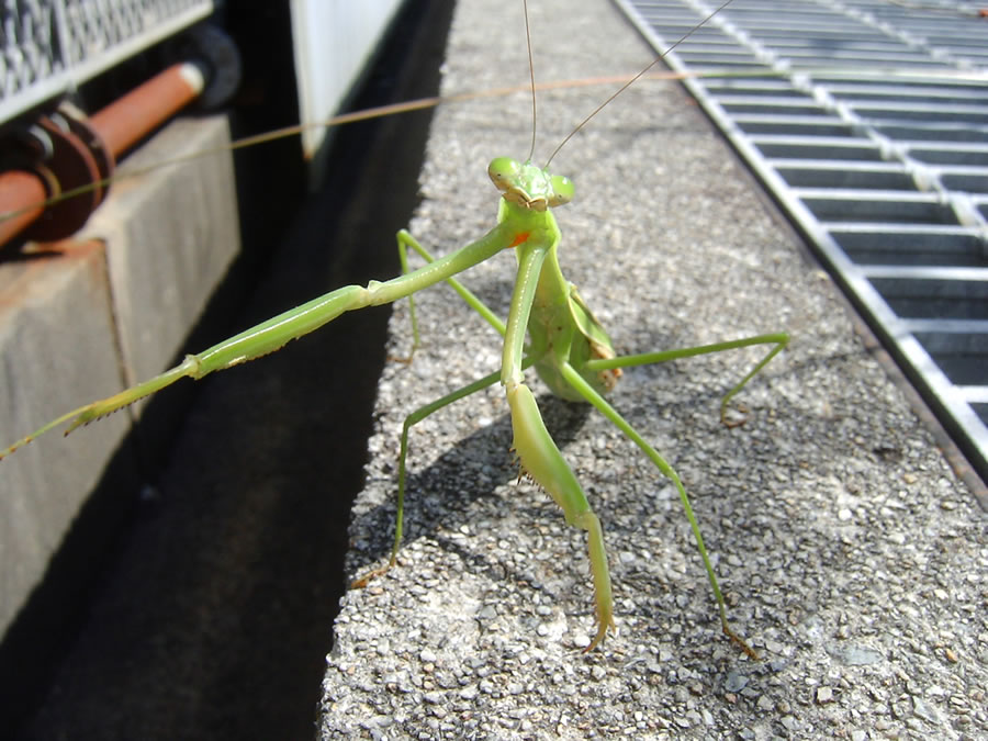 カマキリ