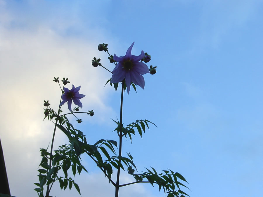 皇帝ダリアの花