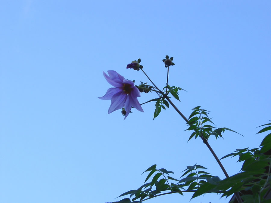 皇帝ダリアの花