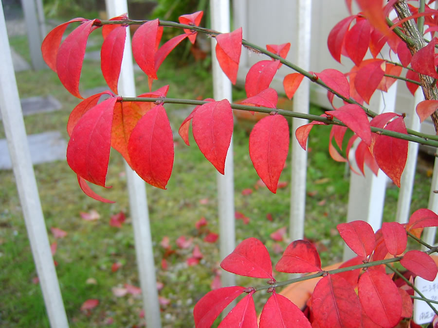 ニシキギコンパクタの紅葉