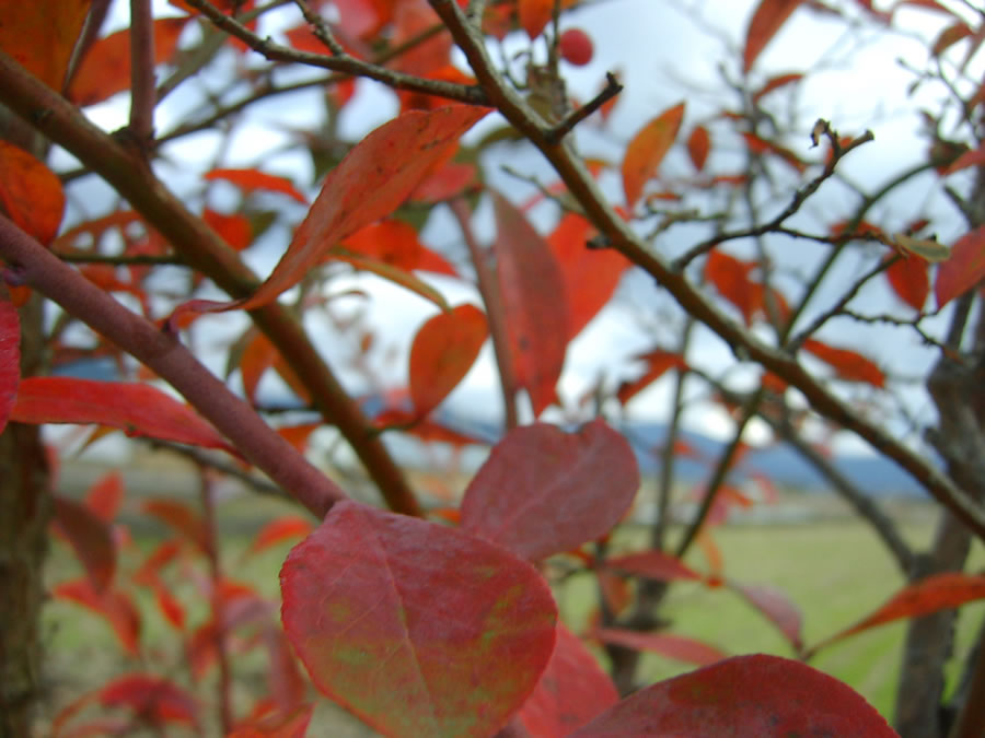 クヌギの落ち葉とブルーベリーの紅葉