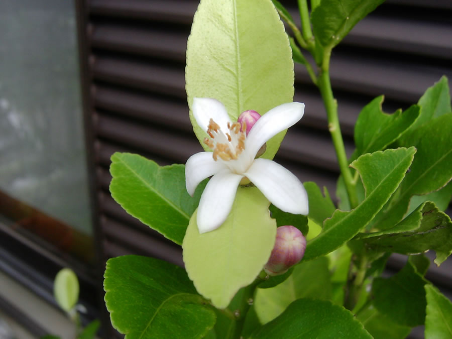 レモンの花