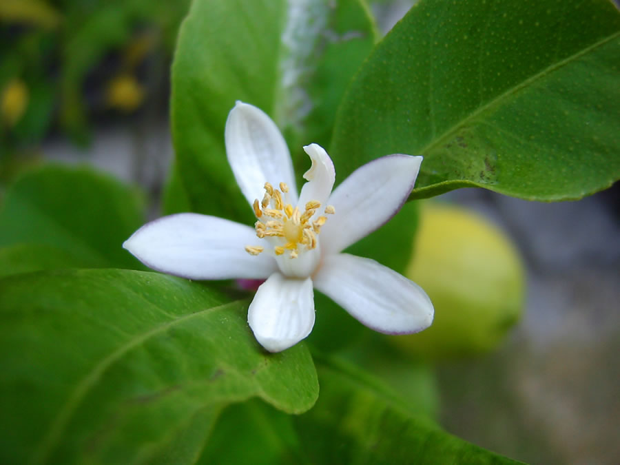 レモンの秋花