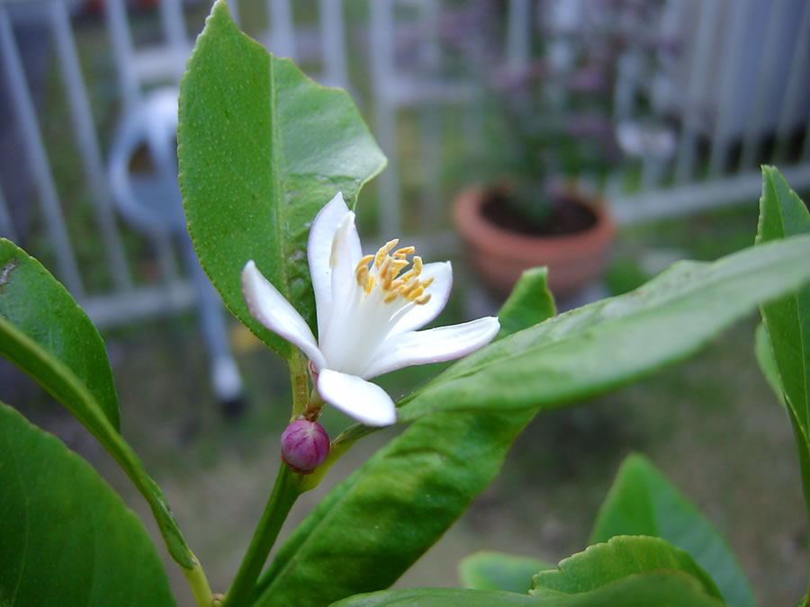 レモンの秋花