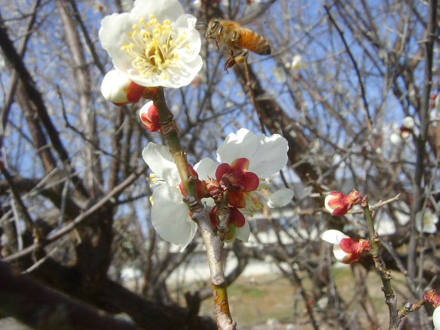 梅の花