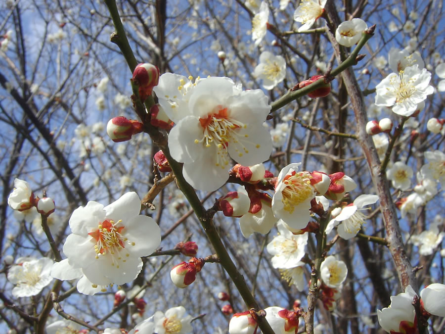 梅の花