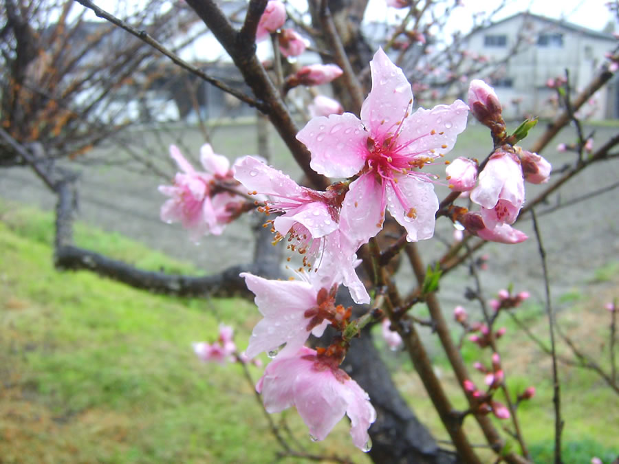 桃の花