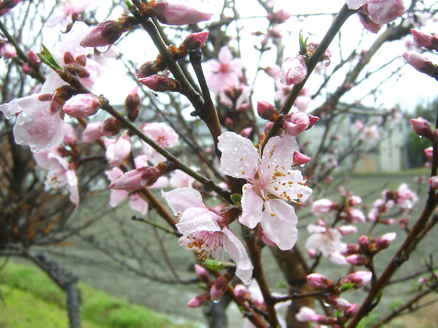 桃の花