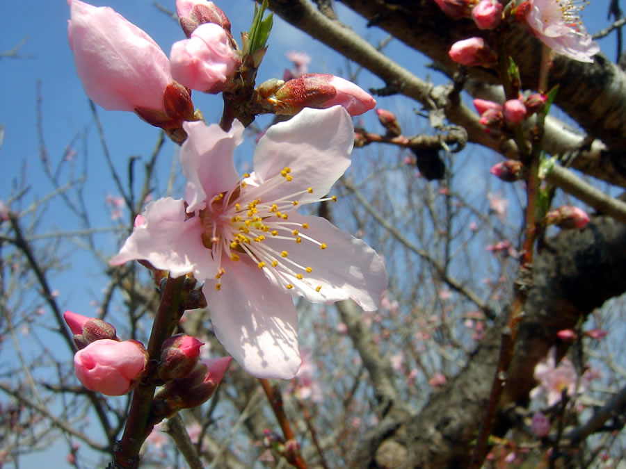 桃の花