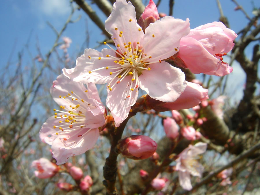 桃の花