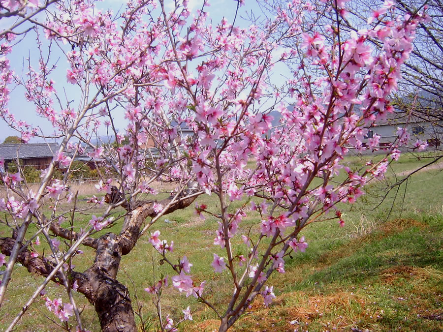 桃の花