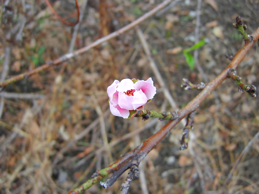 桃の秋花一輪