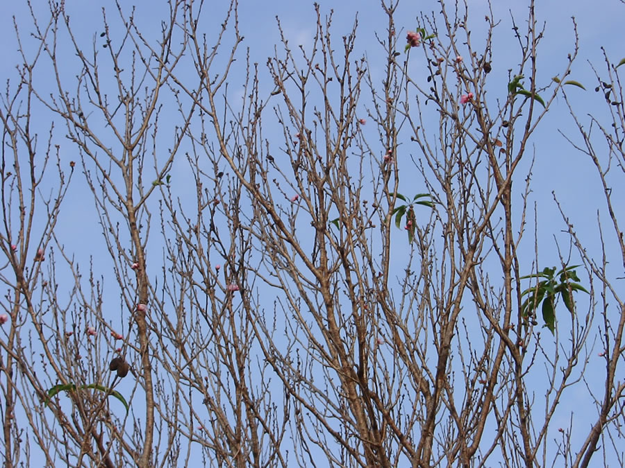 花桃の花