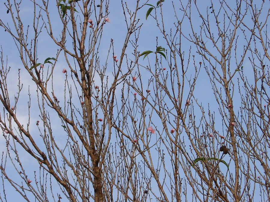 花桃の花