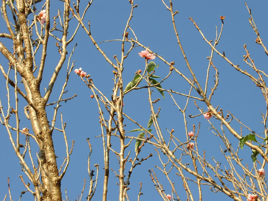 花桃の花