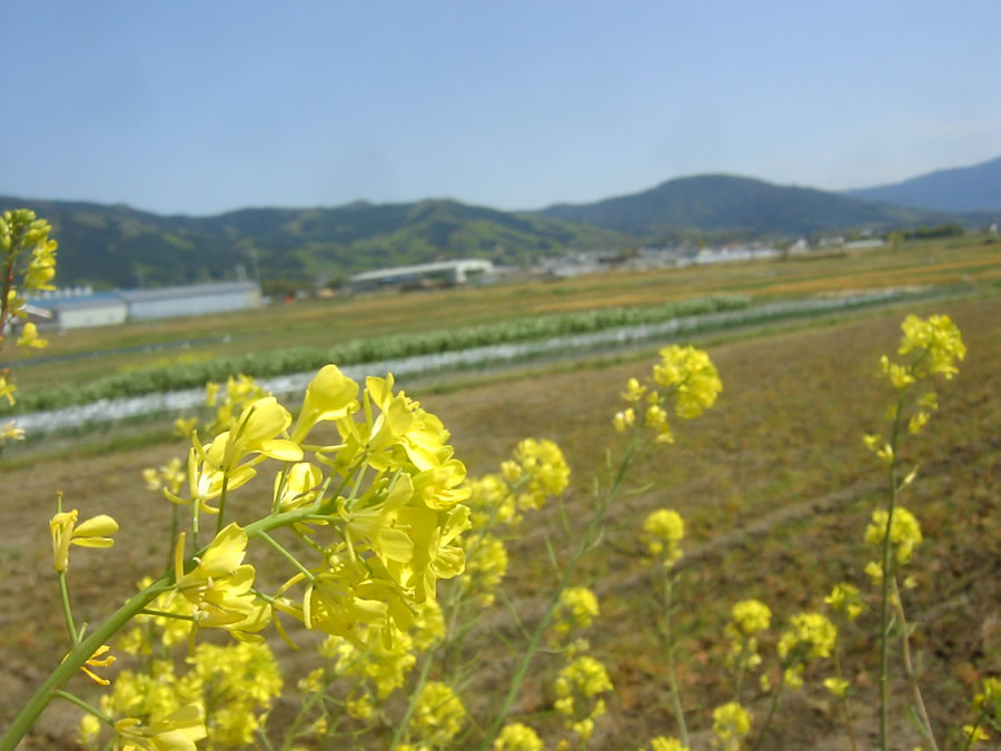 菜の花